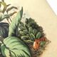 Antique engraving from 1839 - Pulmonary - Hand-colored zoological and botanical plate. Original.