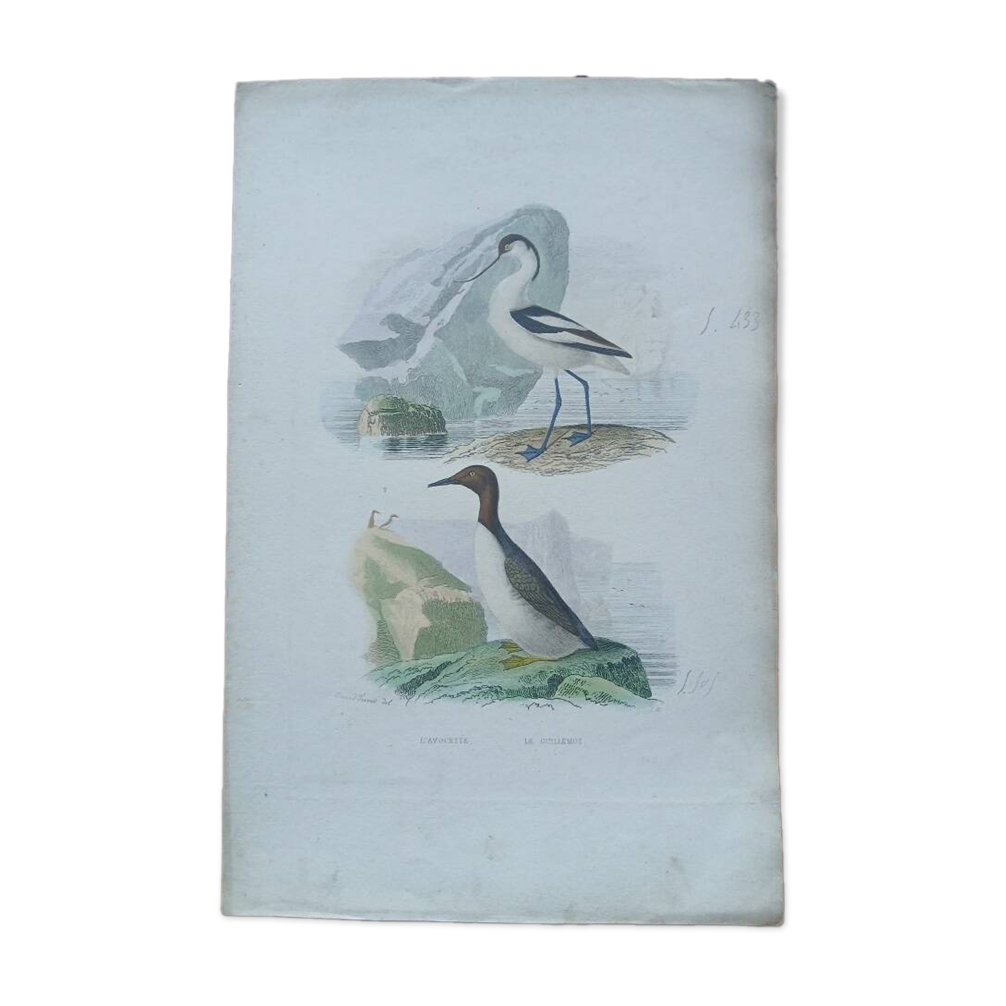 Poster - 19th century zoological engraving - avocet and guillemot