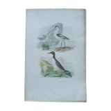 Poster - 19th century zoological engraving - avocet and guillemot