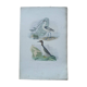 Poster - 19th century zoological engraving - avocet and guillemot