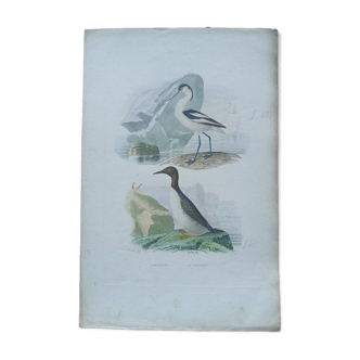 Poster - 19th century zoological engraving - avocet and guillemot