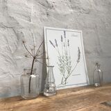 Botanical board lavender