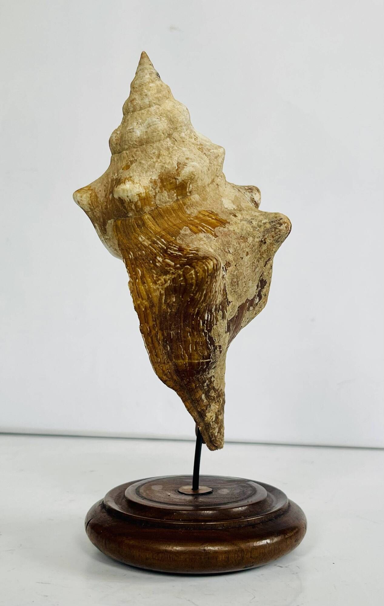 Coquillage