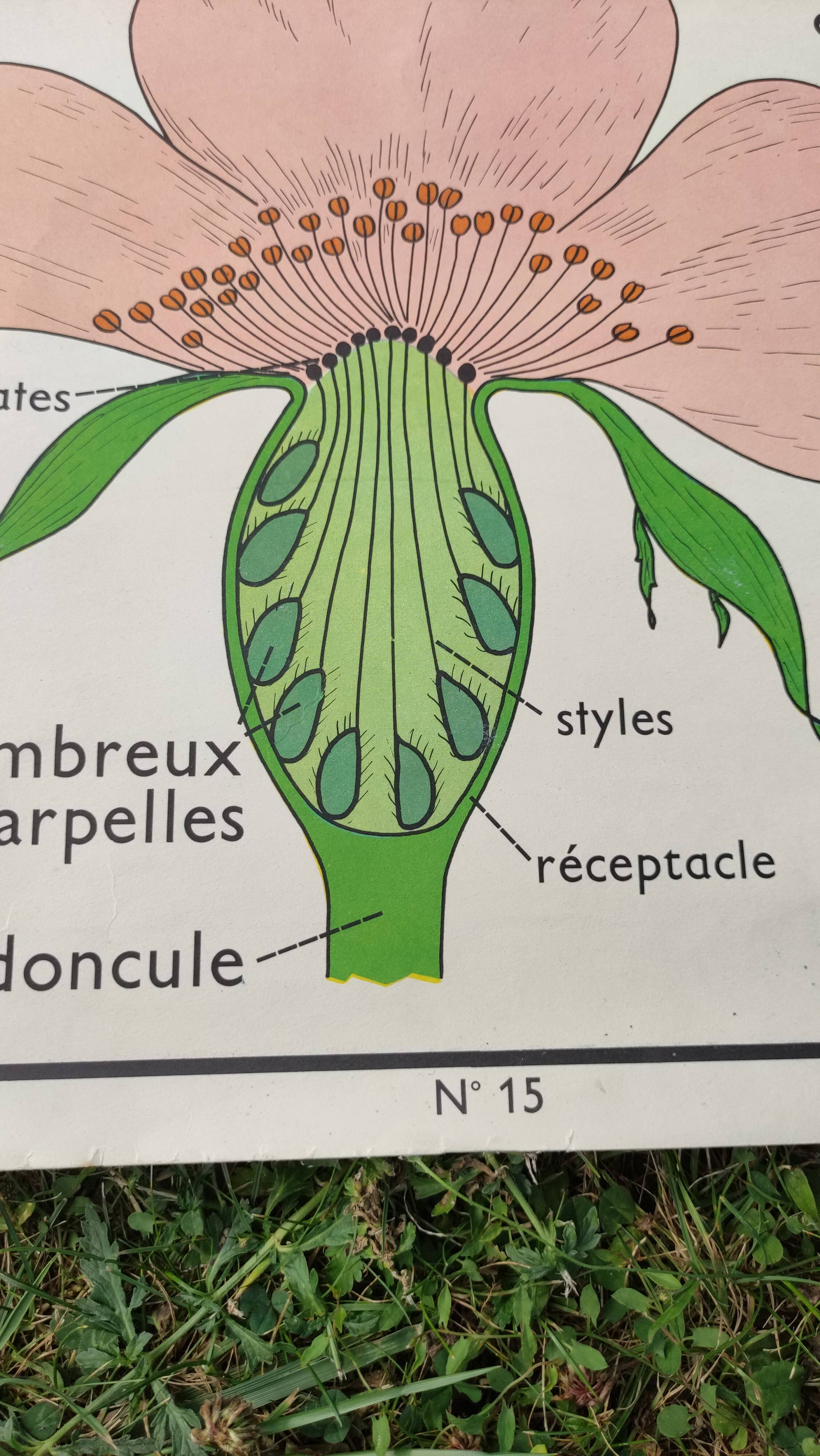 Botanical school poster Montmorillon 15 & 16