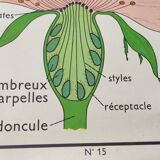 Botanical school poster Montmorillon 15 & 16