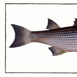 Poster about the mule, based on an old engraving from 1746.