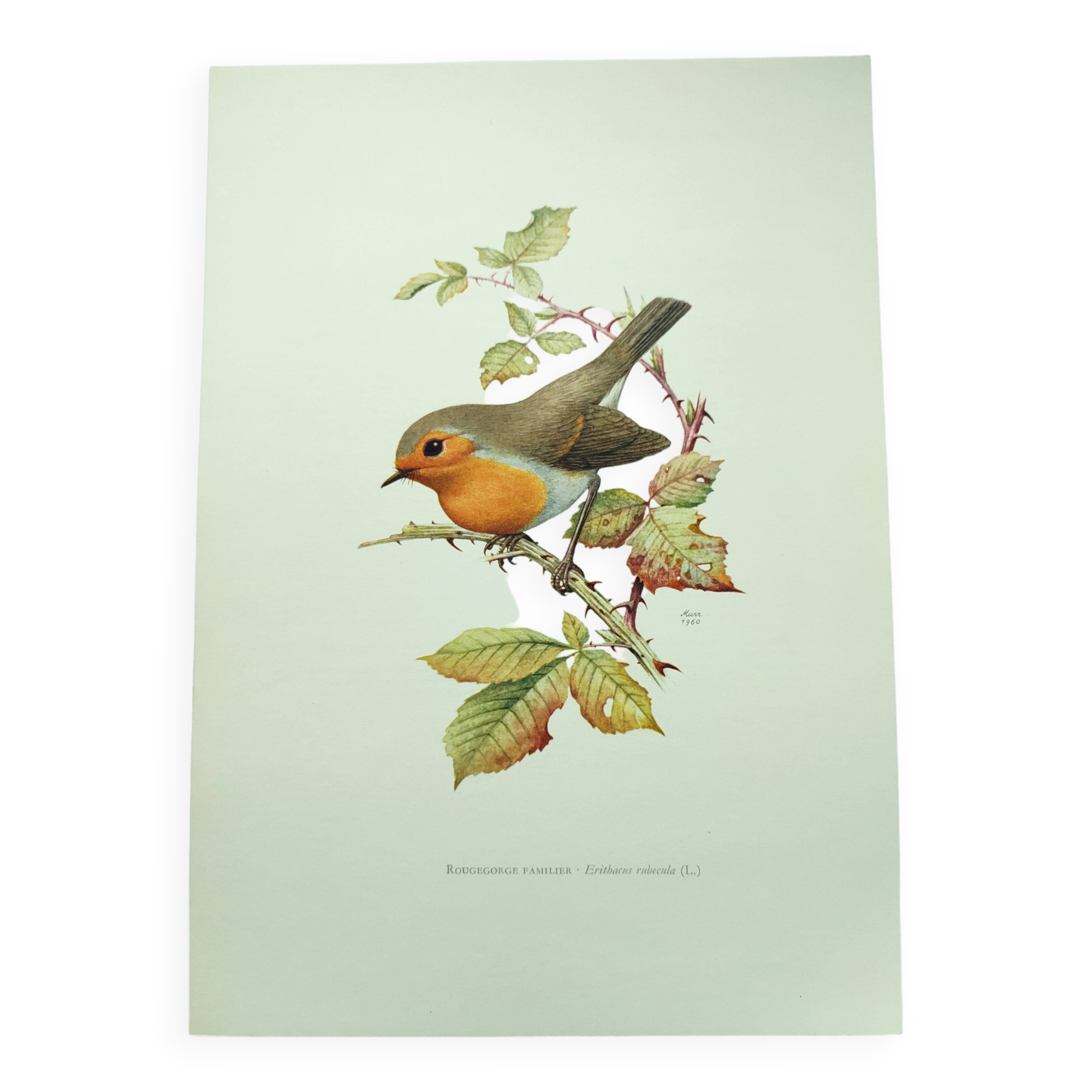 Old bird board 1960s - Familiar robin - Animal illustration