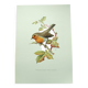 Old bird board 1960s - Familiar robin - Animal illustration