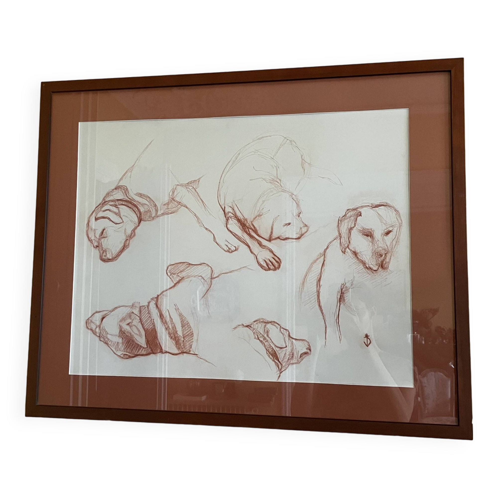 Sanguine dog study