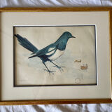 Watercolor by Ventrillon The Younger