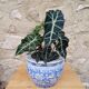 Large Chinese planter