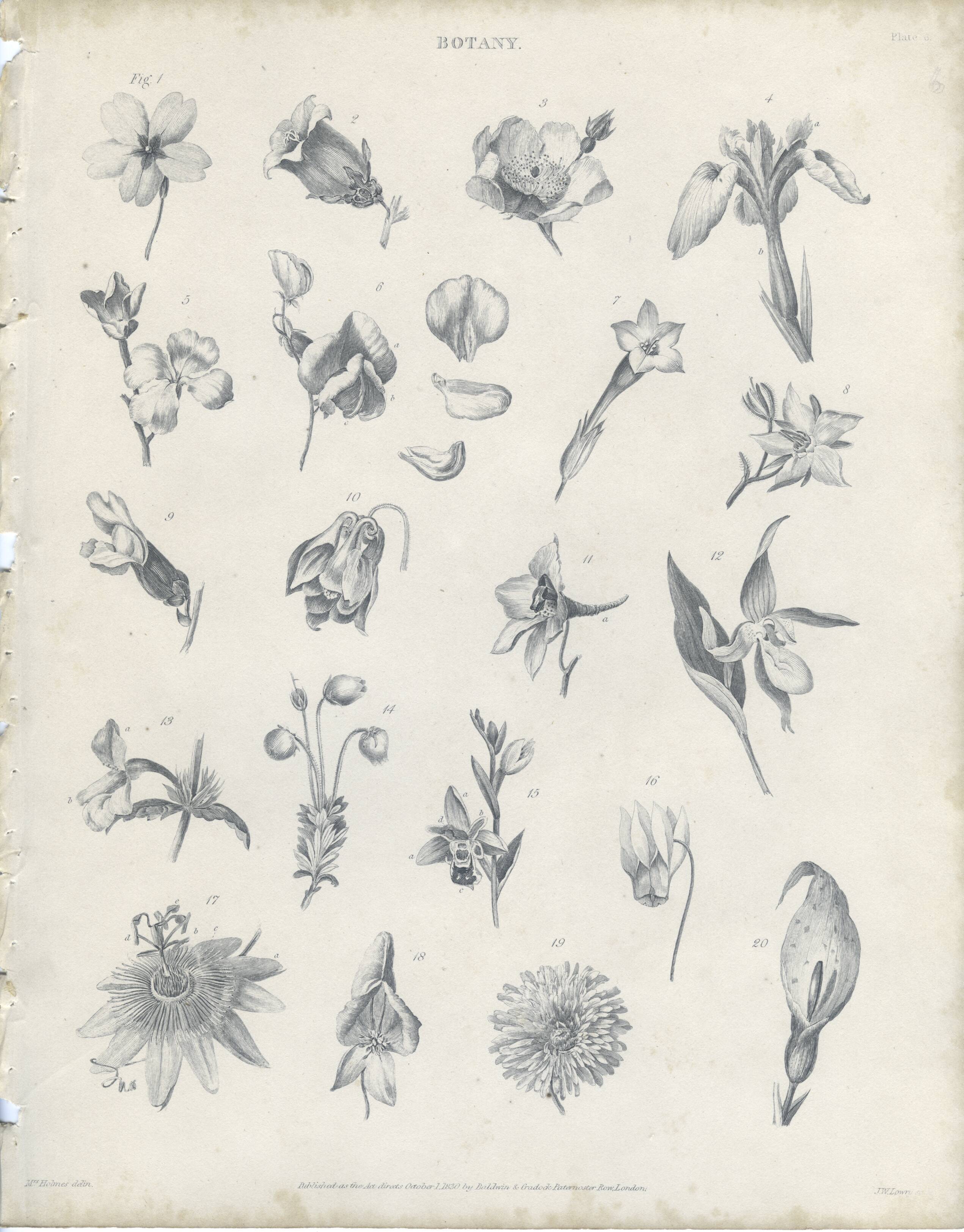 Orchidée, Lys, Antique Botanical Engraving, Various Flowers, Fine Details, Botanical Plate 6, 1830,