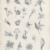 Orchidée, Lys, Antique Botanical Engraving, Various Flowers, Fine Details, Botanical Plate 6, 1830,