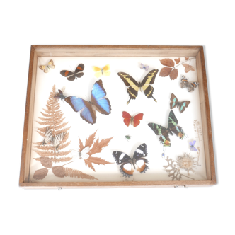 Vitrine murale contenant papillons et insectes naturalisés, années 50