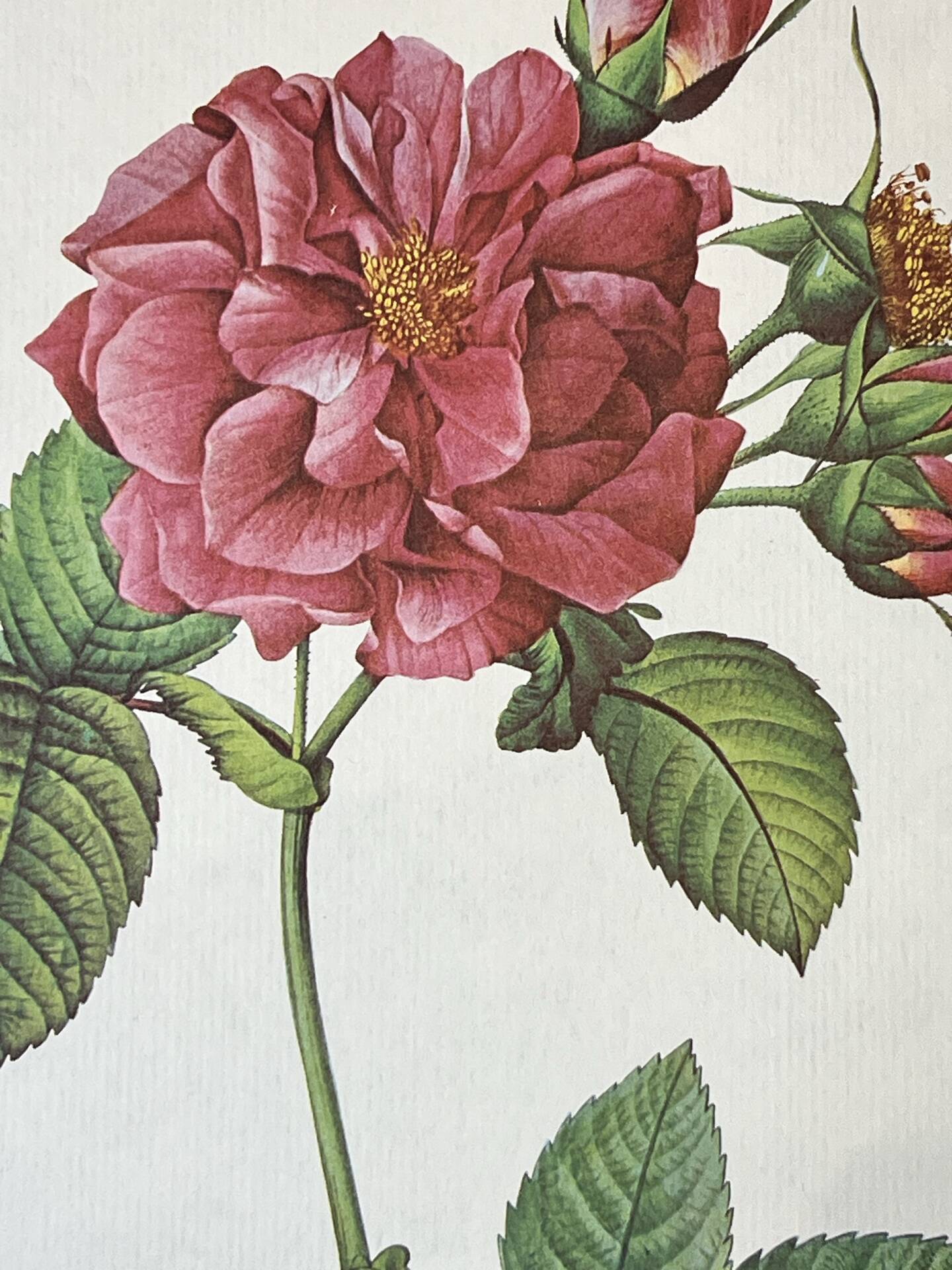 Botanical plate Frankfurt Rose 40.4x29.9cm