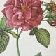 Botanical plate Frankfurt Rose 40.4x29.9cm