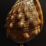 Cabinet of Curiosities shell cypraecassis rufa on base