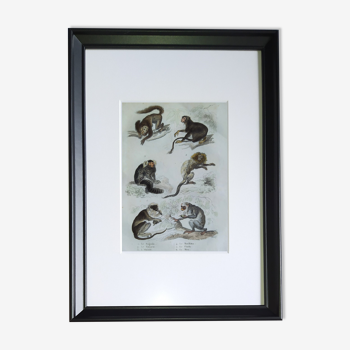 Planche zoologique originale " sagouin, tamarin, ouistiti,... " - buffon 1838