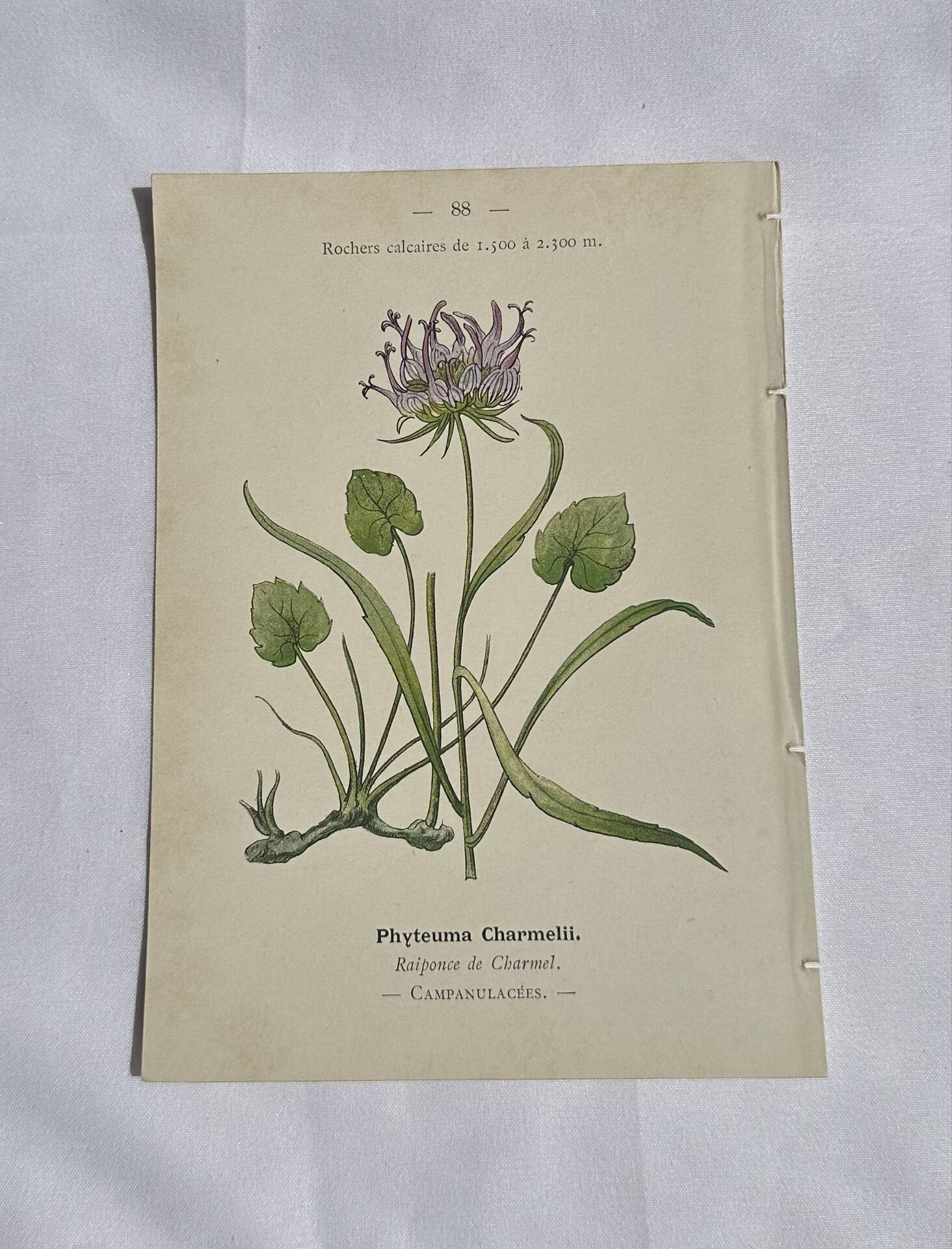 Gravure Botanique Ancienne XIXe – Lithographies Naturalistes  Fleurs &