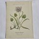 Gravure Botanique Ancienne XIXe – Lithographies Naturalistes  Fleurs &