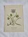 Old Botanical Engravings 19th Century – Naturalist Lithographs Flowers &
