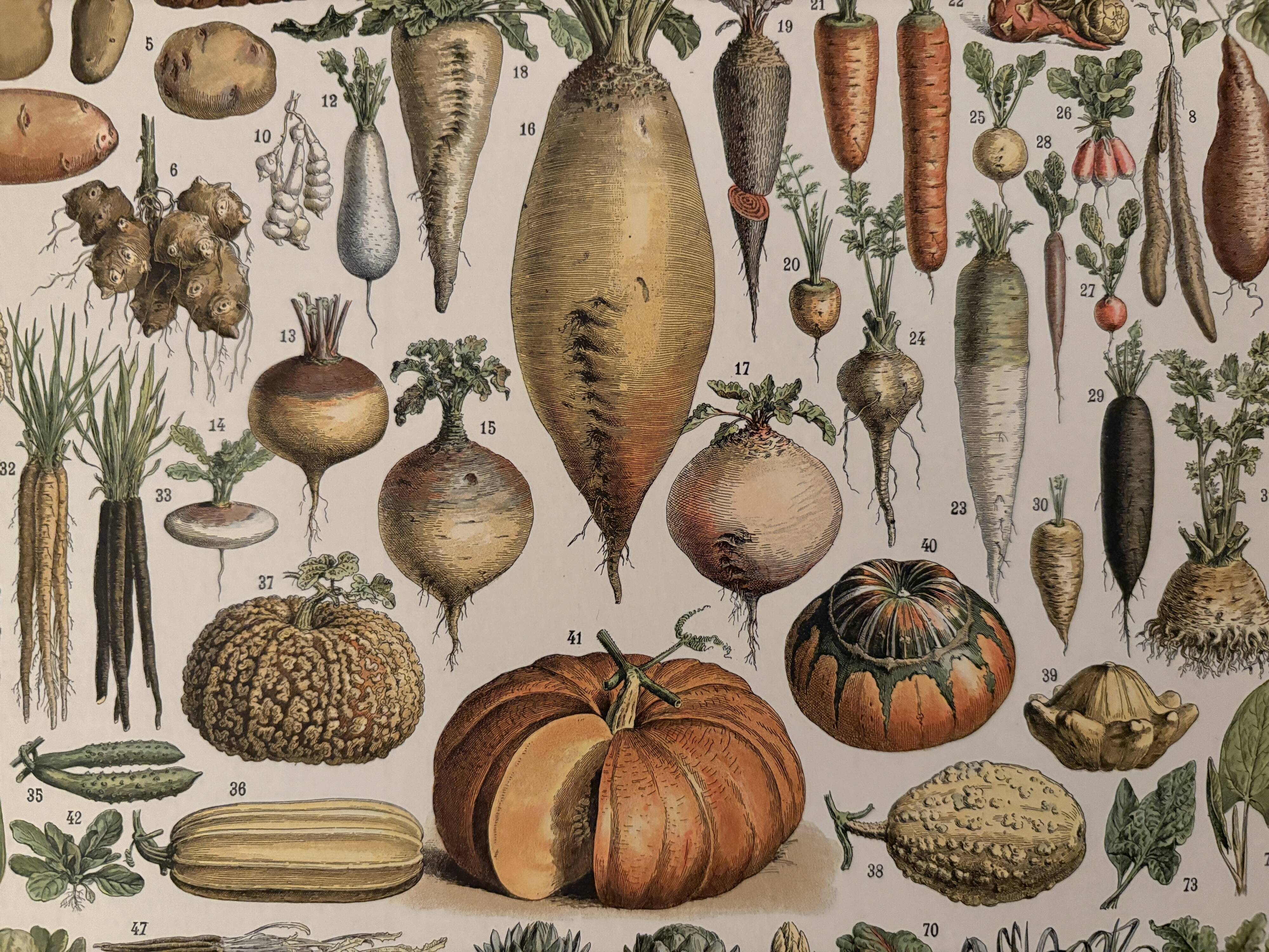 Old illustrated plate on vegetables and garden plants (1900)