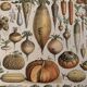 Old illustrated plate on vegetables and garden plants (1900)