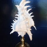 Cabinet of Curiosities 30cm shell on bronze base