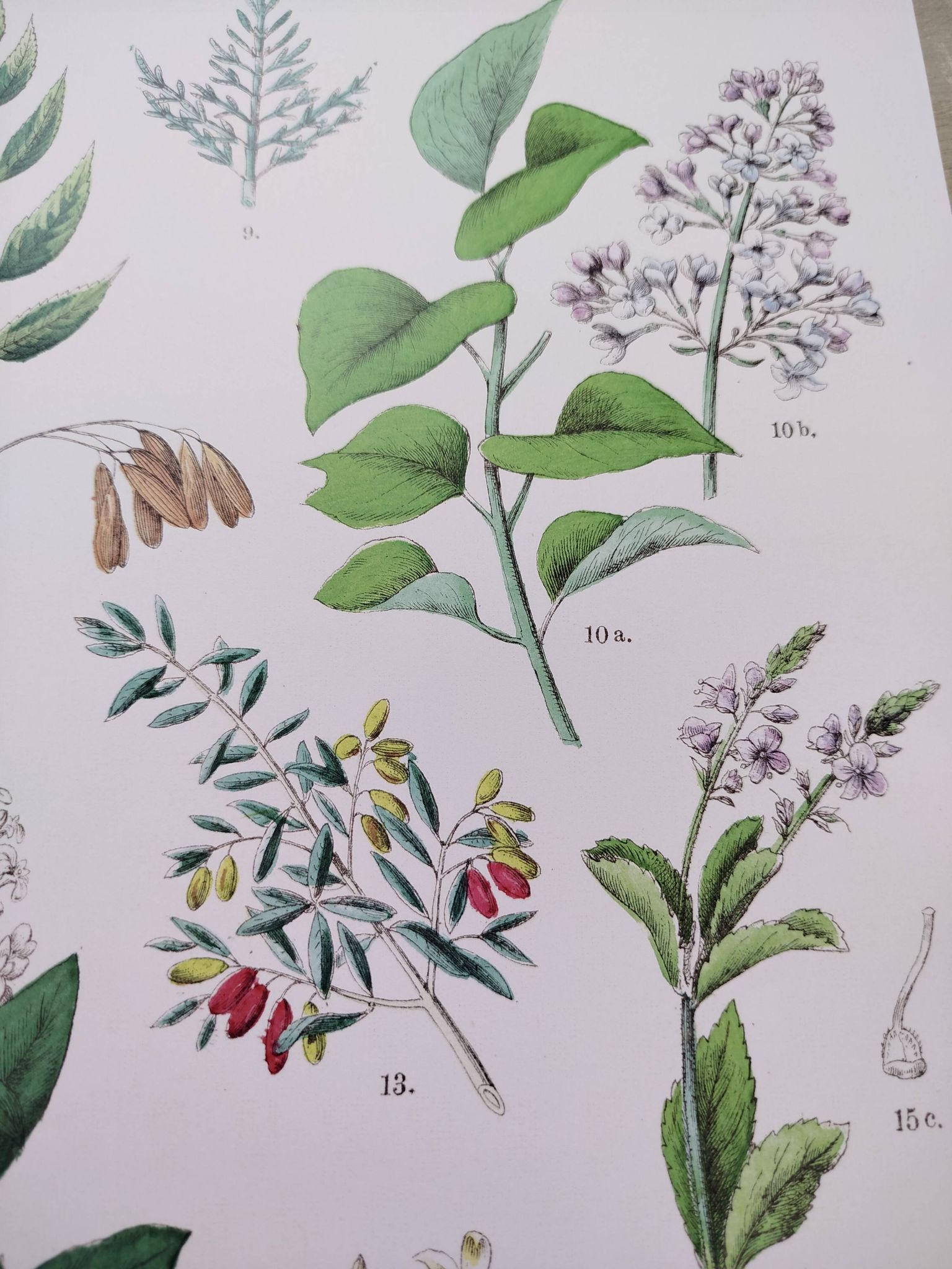 Affiche sur les plantes d'après une gravure de 1881 "salicorne"