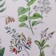 Plant poster based on an 1881 engraving "samphire"