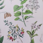 Affiche sur les plantes d'après une gravure de 1881 "salicorne"