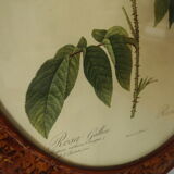 Framed botanical board Vintage rose
