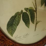 Framed botanical board Vintage rose