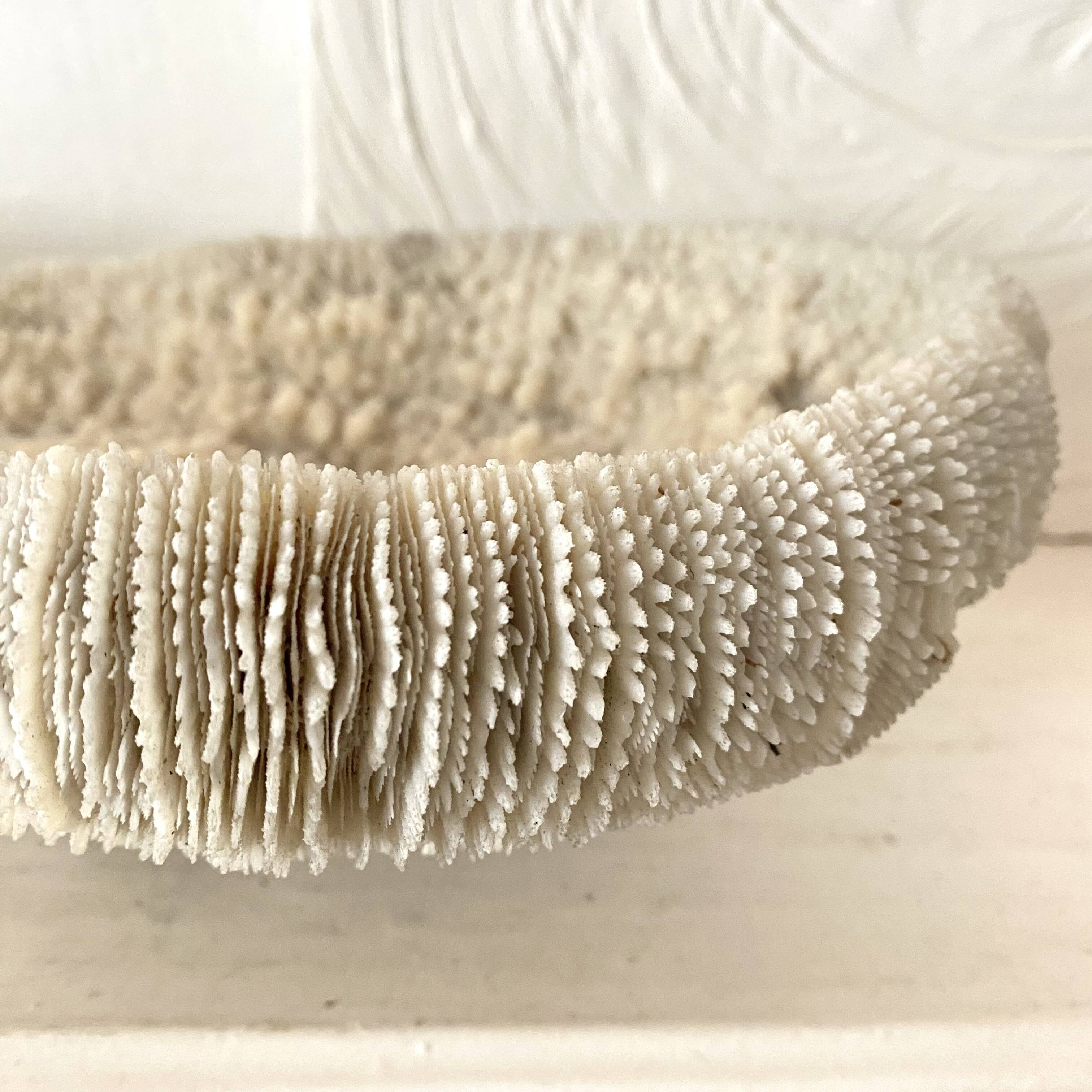 Large "shark cushion" coral 39cm