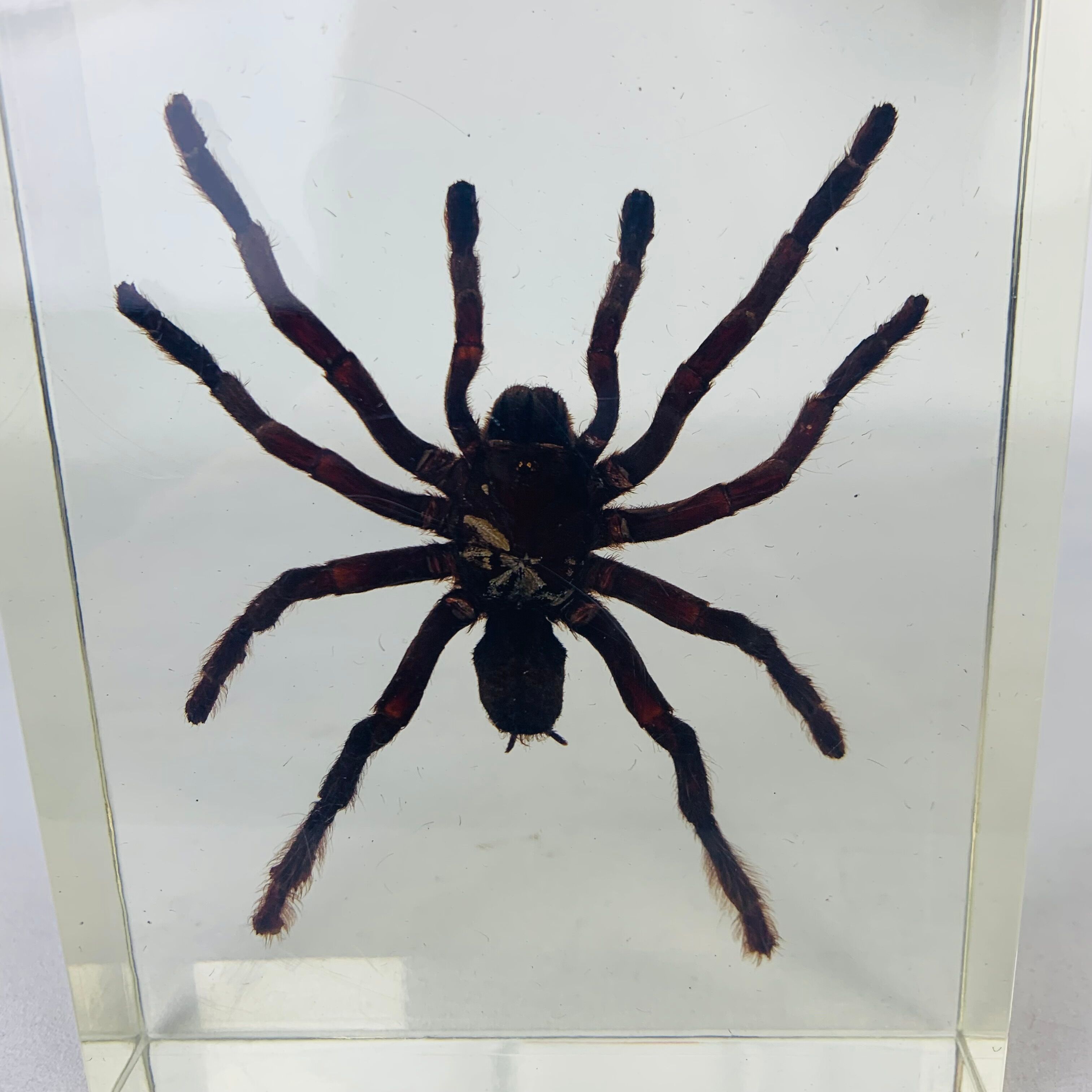 Spider tarantula resin insect object of curiosity