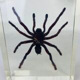 Spider tarantula resin insect object of curiosity