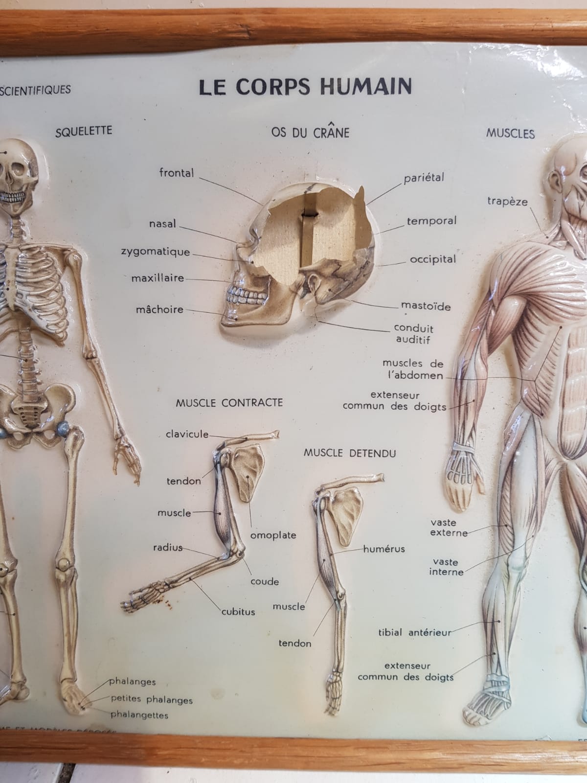 Pair old medical board the human body + vintage wood frame