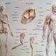 Pair old medical board the human body + vintage wood frame
