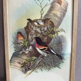 Ornithological lithograph The finch