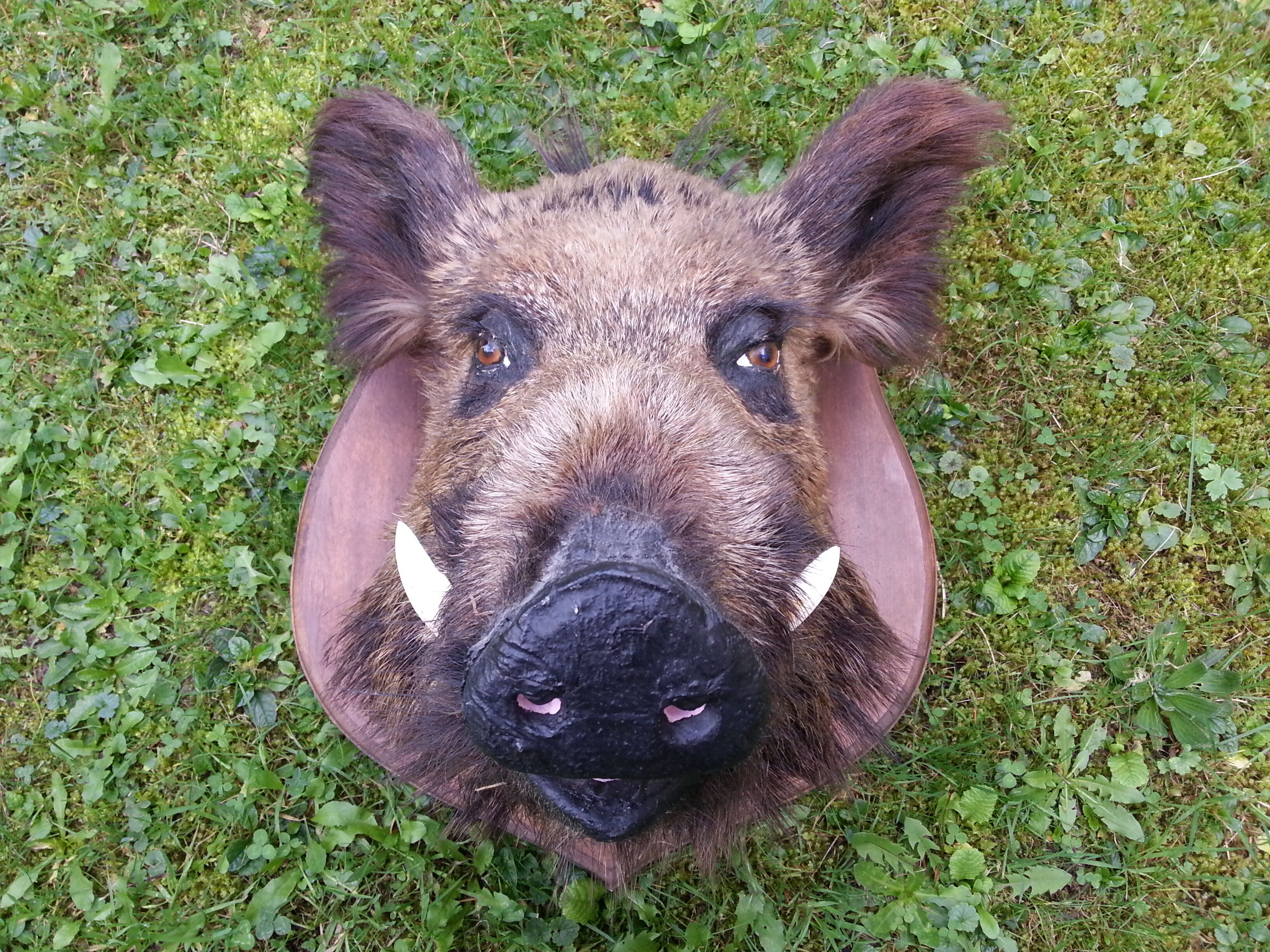 Hunting trophy boar for cabinet of curiosity's head
