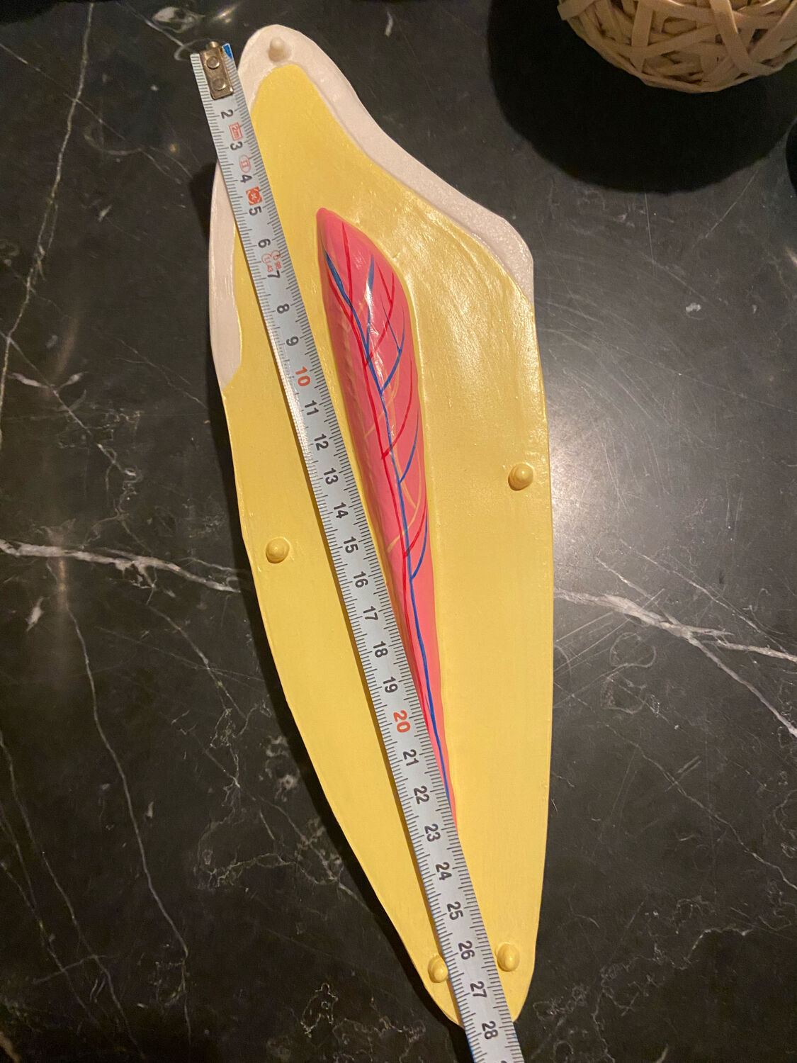 Large size dental model 3 tooth