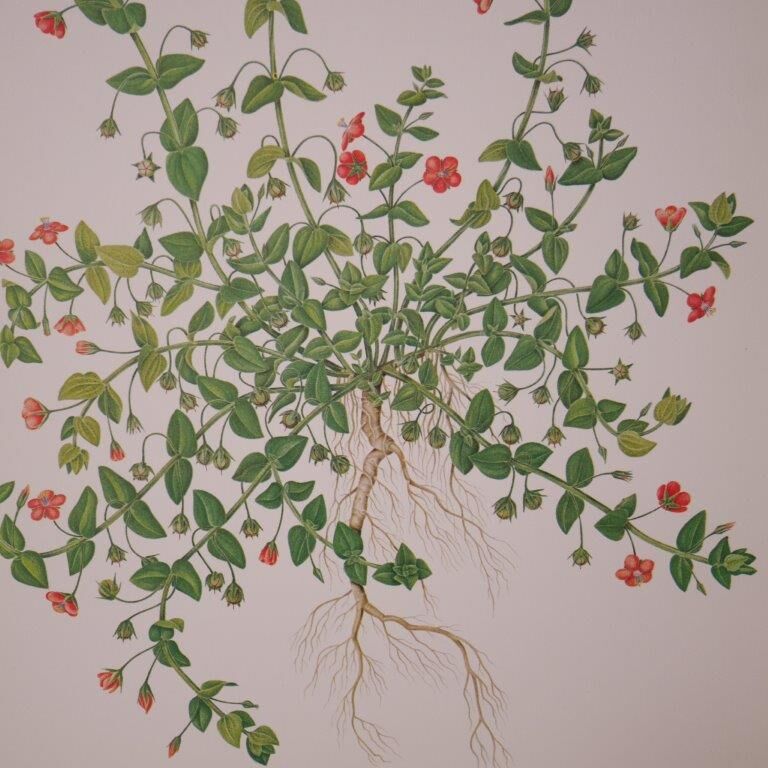 Botanical board Mouron des champs