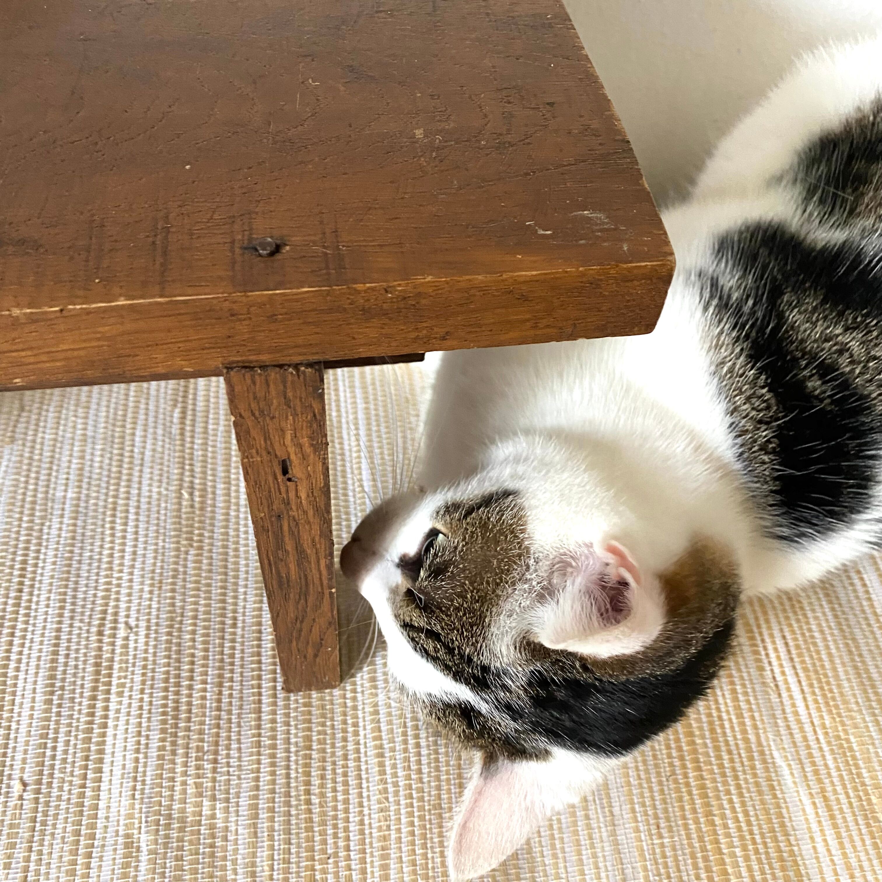 Low stool or wooden plant holder