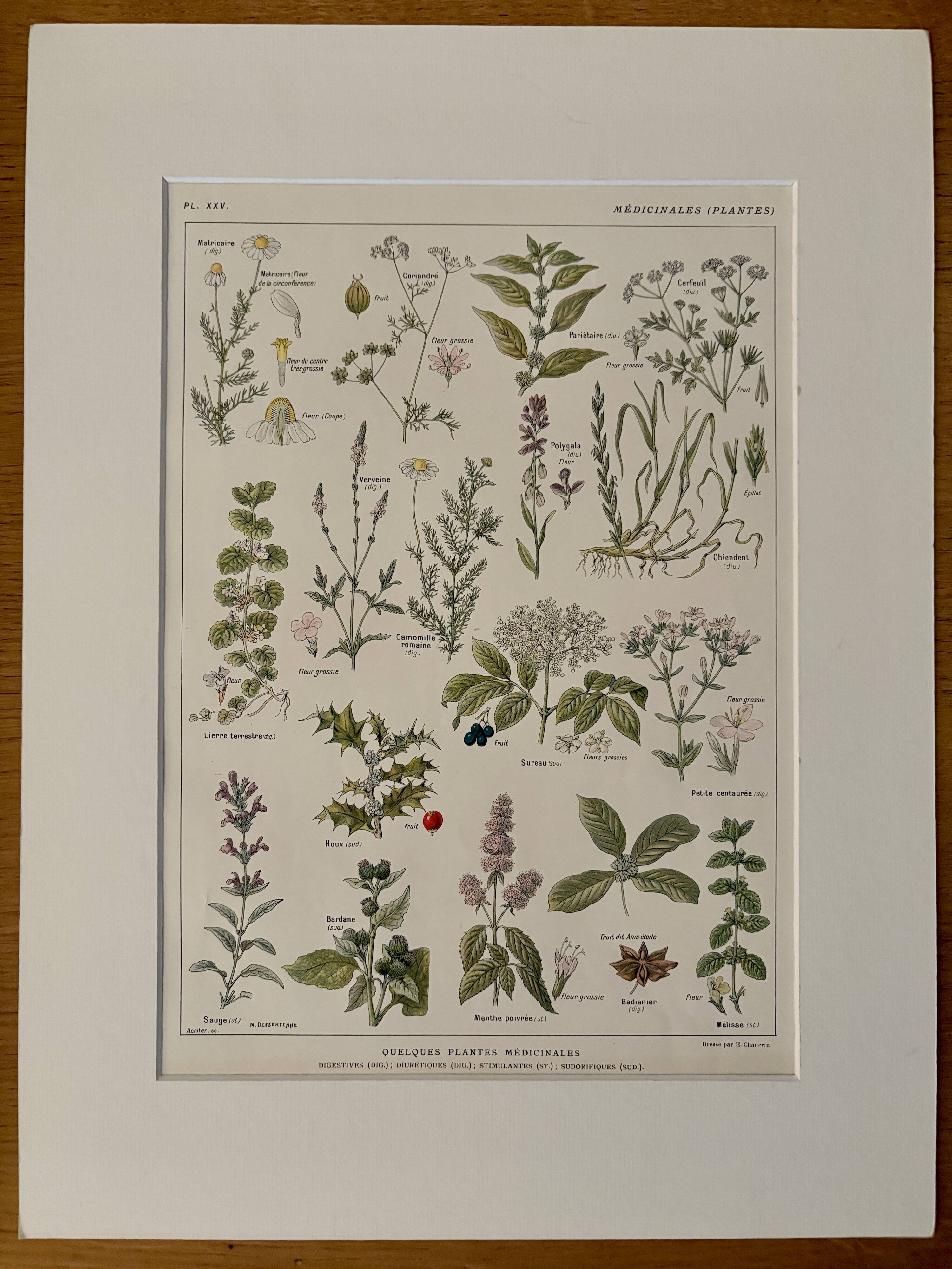 Lithograph of medicinal plants (XXV) - 1920