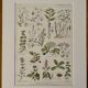 Lithograph of medicinal plants (XXV) - 1920