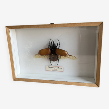 Cadre vitrine insecte coléoptères naturalisé « Eupatorus gracilicornis»