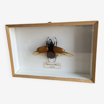 Naturalized beetle insect display frame “Eupatorus gracilicornis”