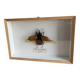 Naturalized beetle insect display frame “Eupatorus gracilicornis”