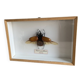 Naturalized beetle insect display frame “Eupatorus gracilicornis”