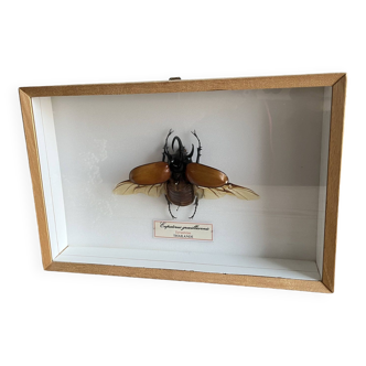 Cadre vitrine insecte coléoptères naturalisé « Eupatorus gracilicornis»
